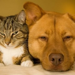 Η μαστίτιδα στον σκύλο και την γάτα